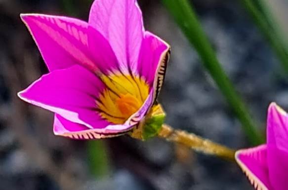 Romulea rosea partly open corolla